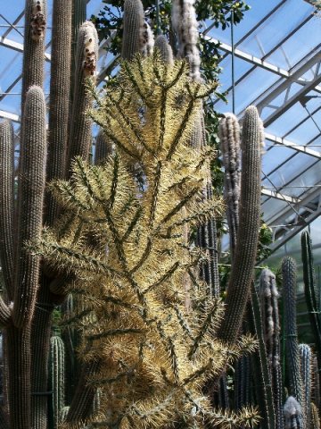 Opuntia_molesta